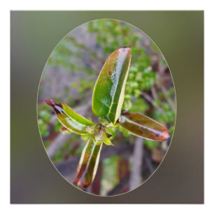 Poster new leaves
