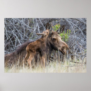 Poster Newborn Moose Calf Nuzzling its Mother