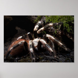 Poster Nhandu Chromatus Brésil Rouge et blanc Tarantula 