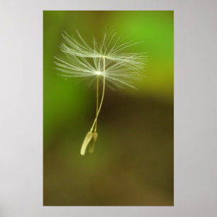 Poster N'hésitez pas - Graines Dandelion volantes