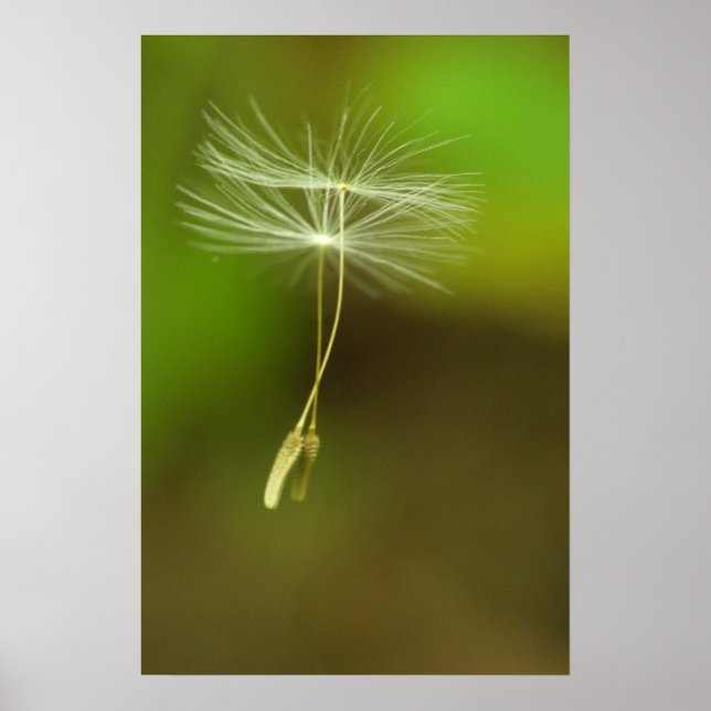 Poster N'hésitez pas - Graines Dandelion volantes (Devant)