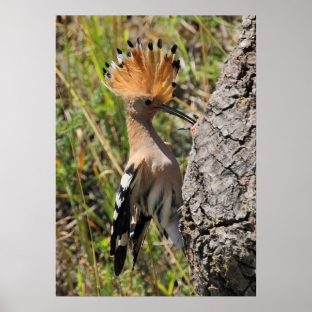 Poster Nichage de l'alimentation en hoopoe (Devant)
