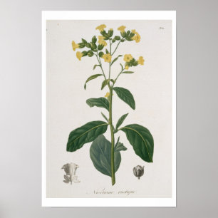 Poster Nicotiana de 'Phytographie Medicale' de Joseph R