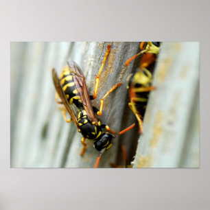 Poster Nid de guêpes