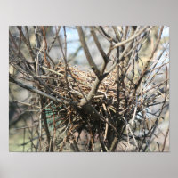 Nid d'oiseaux abandonné
