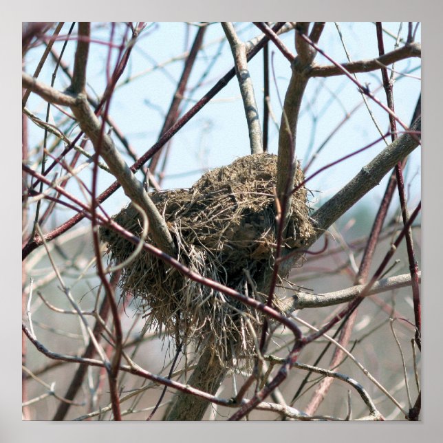 Poster Nid D'Oiseaux Abandonné Au Printemps (Devant)