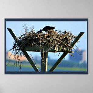 Poster Nid Osprey Bird