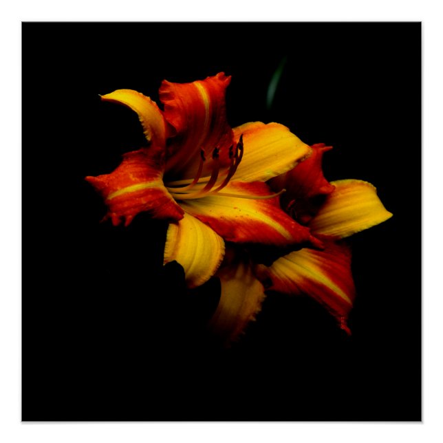 Poster Night Lily... (Devant)