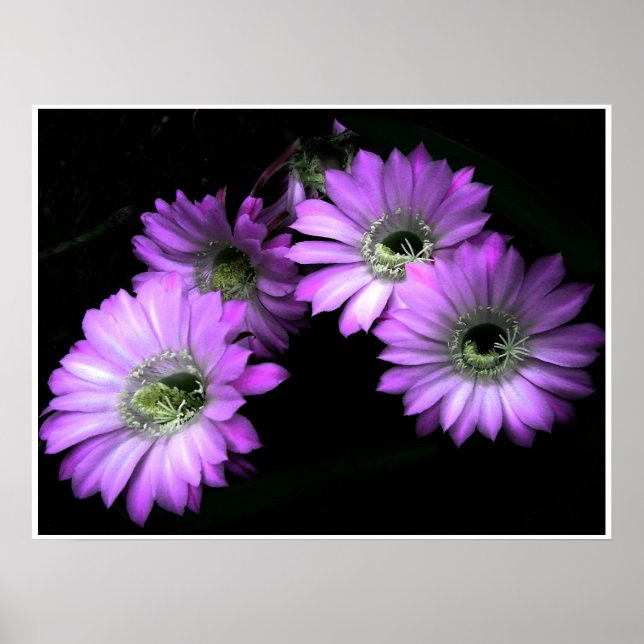 Poster NightBloom (Devant)