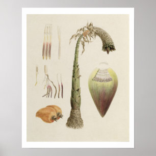 Poster No. 10 d'Ensete, autrefois attribué à James Bruce