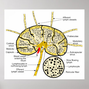 Poster Noeud lymphatique montrant le flux des sinus lymph