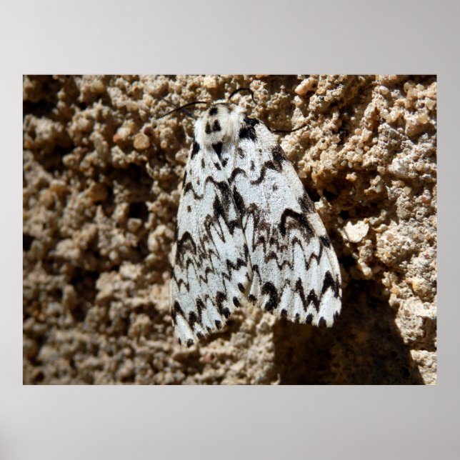 Poster noir Arches Moth (Devant)