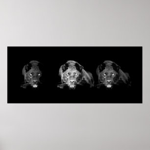 Poster noir & blanc Jaguar