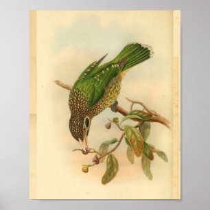 Poster Noir Chat Oiseau Vert Jaune Vintage Imprimer