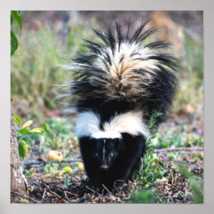 Poster Noir et blanc