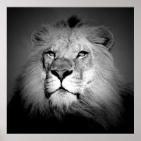 Poster noir et blanc / BW Lion Imprimer - Face de 