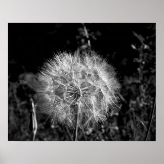 Poster Noir et blanc Grand Dandelion brillant 16x20