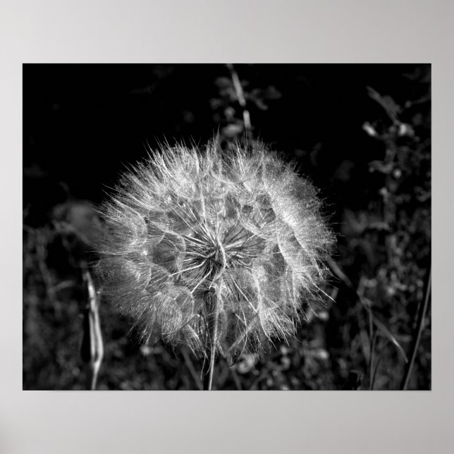 Poster Noir et blanc Grand Dandelion brillant 16x20 (Devant)