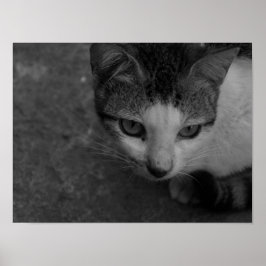 Poster Noir et blanc - Kitty