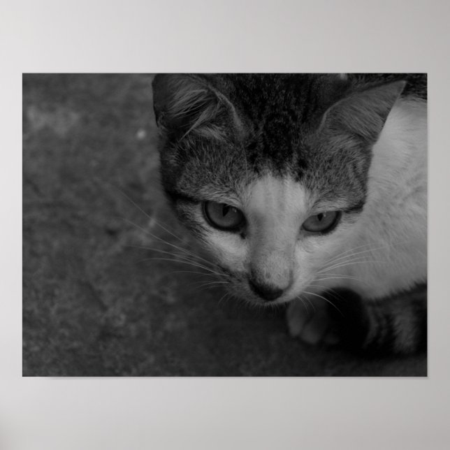 Poster Noir et blanc - Kitty (Devant)