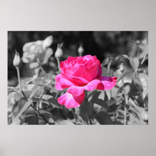 Poster Noir et blanc rose