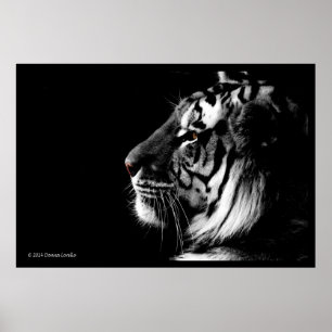 Poster noir et blanc Tiger