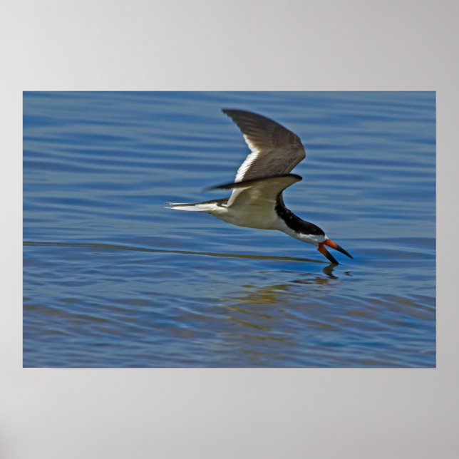 Poster noir Skimmer (Devant)