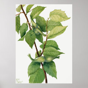 Poster Noisette (Corylus rostrata) (1932) de Mary