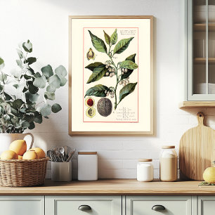 POSTER NOIX DE MUSCADE - ILLUSTRATION BOTANIQUE VINTAGE
