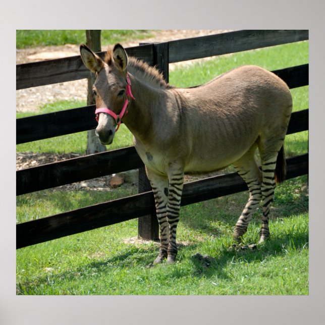 Poster Nom du zonkey pour âne et mélange zèbre (Devant)