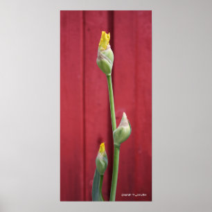 Poster Non ouvert - Jaune