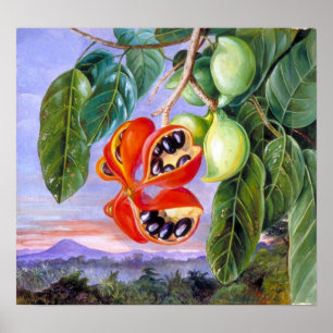 Poster Nord - Feuillage et fruit de Sterculia Parviflora