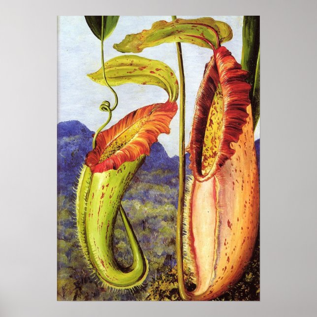 Poster Nord - Nepenthes Iana 1876 (Devant)