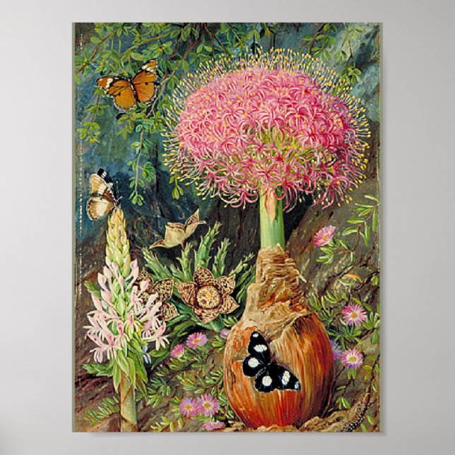 Poster Nord - Toricara de Buphane et autres fleurs (Devant)