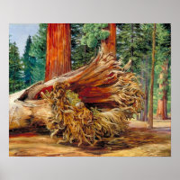 Nord - Une Calaveras Géante Tombée Grove Californi