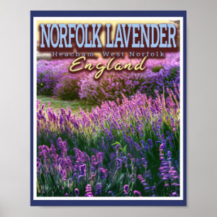 POSTER NORFOLK LAVENDER - LAVENDER FIELD NORFOLK ANGLETER