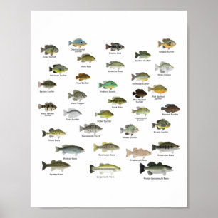 Poster North American Sunfish Group (nom)