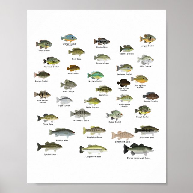 Poster North American Sunfish Group (nom) (Devant)