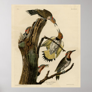Poster Norther Flicker de Audubon's Birds of America