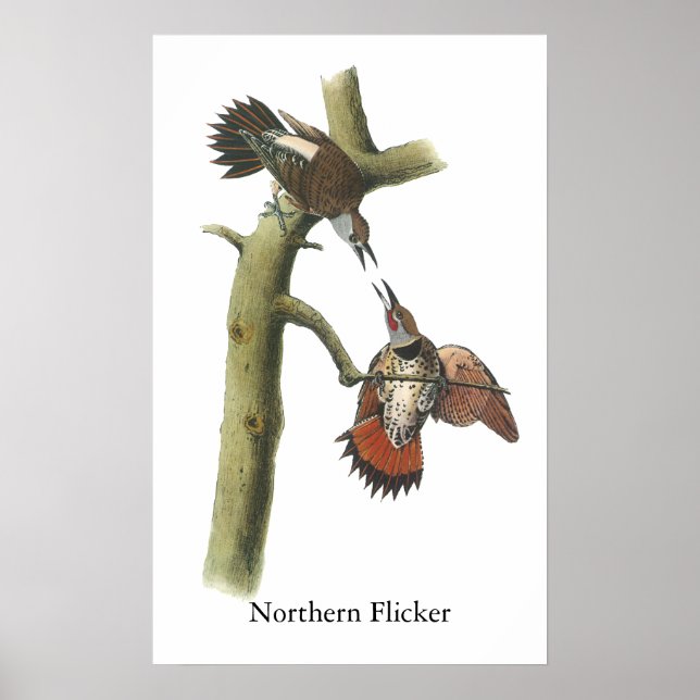Poster Northern Flicker, John Audubon (Devant)