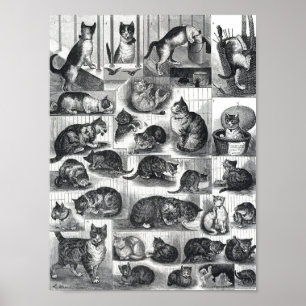 Poster Nos chats une histoire domestique, Louis Wain