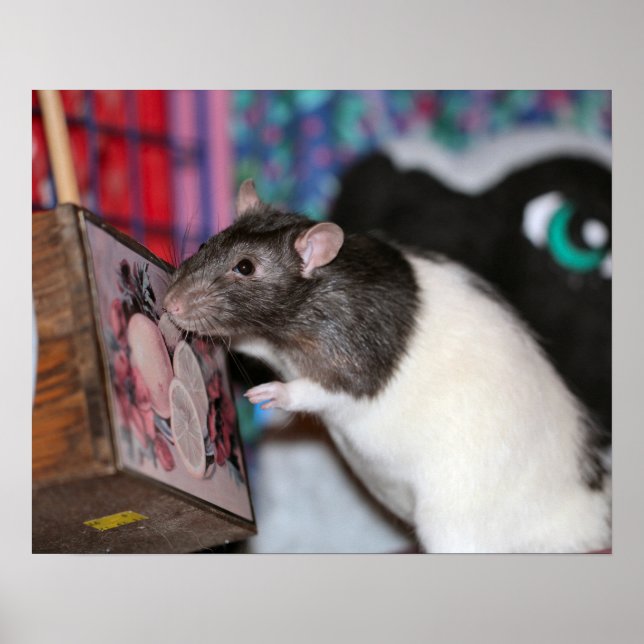 Poster Nosey (Devant)