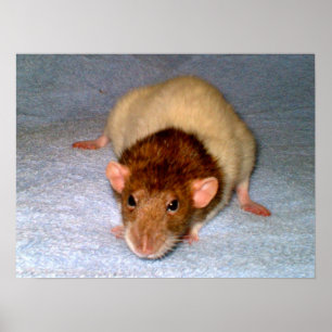 Poster Nosy Rat Print