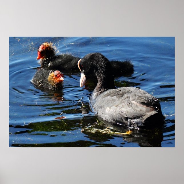 Poster Nourrir des bébés (Devant)