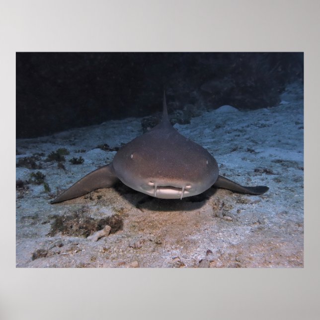 Poster Nourriture de repos Requin (Devant)