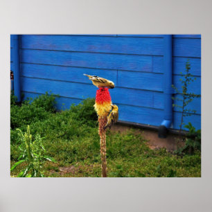 Poster Nourriture Finches