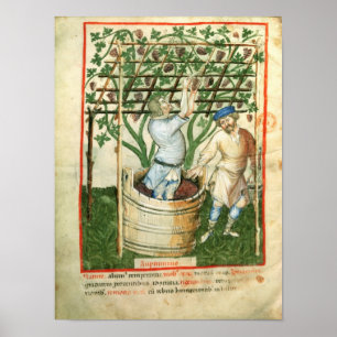 Poster Nouv Acq Lat Gathering and pressing grapes