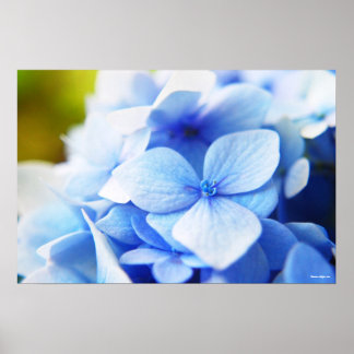 Poster Nouveau blues