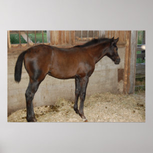 Poster Nouveau poney/cheval