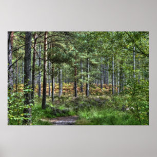 Poster Nouvelle scène de nature d'arbres de région boisée